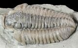 Bargain, Flexicalymene Trilobite - Ohio #55401-1